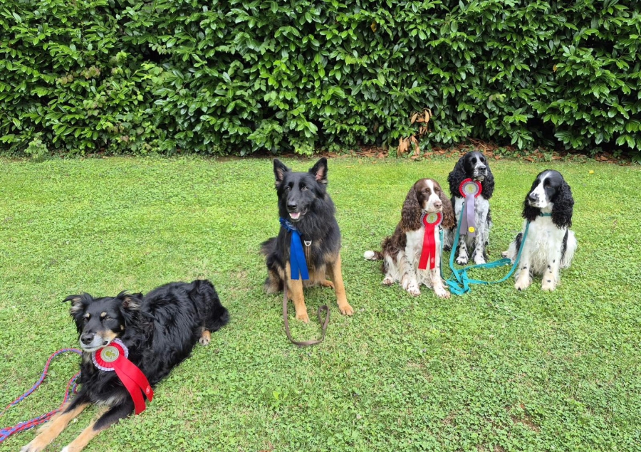 Aufmerksame Hunde